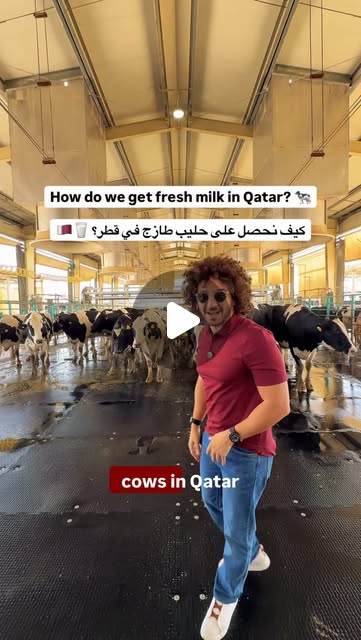 How do you get fresh milk in Qatar? 🐄🇶🇦