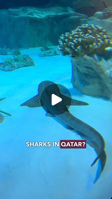 Aquarium in 🇶🇦🐠🦀🦈 — Qatar reel by TripleF Qatar in The aquarium is located at Hamad Port Visitors Center which is in Mesaieed which is around 40 minutes from Doha