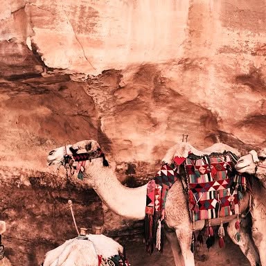Some #camel #traffic in petra #jordan - #desert #summer #verblyud — Qatar reel by TripleF Qatar