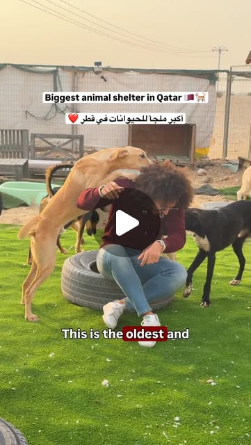 The biggest animal shelter in Qatar 🇶🇦❤️🐈 Share it with a friend ↗️