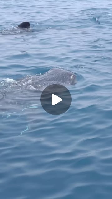 Discover the Whale Sharks of Qatar with @discoverqatar ❤️
