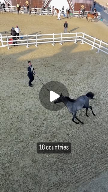 As many as 481 horses competed in @kiahfqa 2023 — Qatar reel by TripleF Qatar in kiahfqa