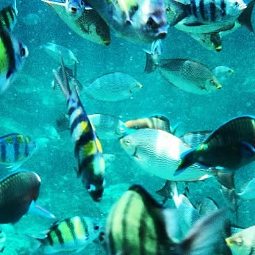 #snorkeling time with my #iPhone5 @lifeproof - #thailand #fish #sea #phiphi #vacation #holiday #qata — Qatar reel by TripleF Qatar in lifeproof