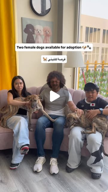 Two female available dogs available for adoptions 🐶