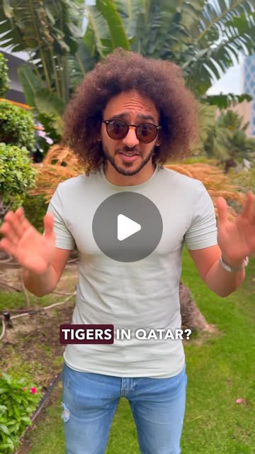 Tigers in Qatar 🐯 🇶🇦 😱 — Qatar reel by TripleF Qatar in Al Khor, 40 mins from Doha