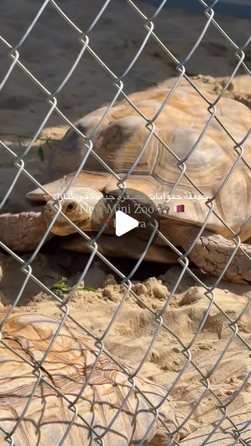 Mini Zoo opens at Katara! 4 days only! Share it with a friend ↗️