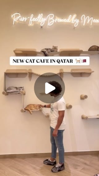 NEW CAT CAFE IN QATAR 🐈🇶🇦 — Qatar reel by TripleF Qatar in fatcat