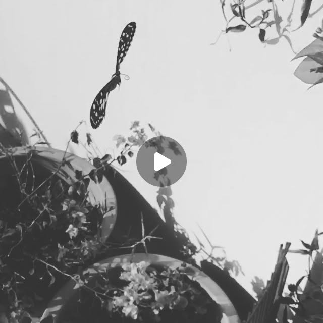 Stalking a #butterfly #slowmo #mariposa #garden #flower #black #white — Qatar reel by TripleF Qatar