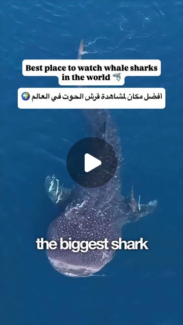 Best place to watch whale sharks in the world 🌍🦈