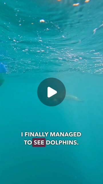 Dolphins in Qatar 🇶🇦 🐬 — Qatar reel by TripleF Qatar in Salwa Beach Resort
