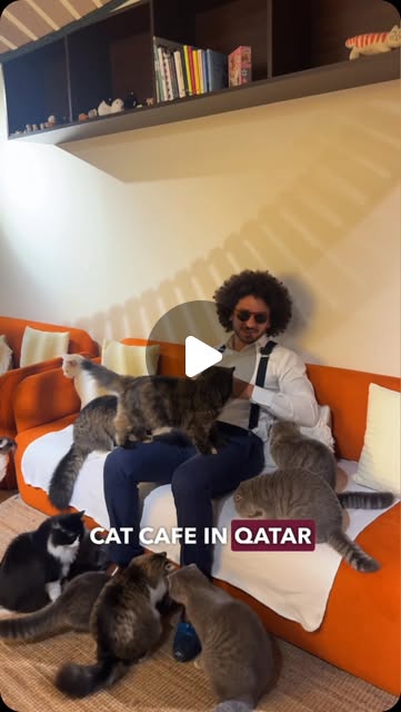 The first cat cafe in Qatar 🇶🇦 🐈 