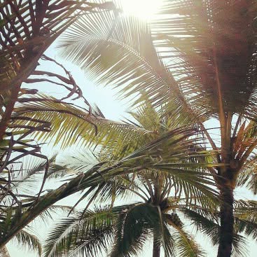 Beachbumming in #Goa - #beach #sun #plamtrees #sand #playa #heaven — Qatar reel by TripleF Qatar